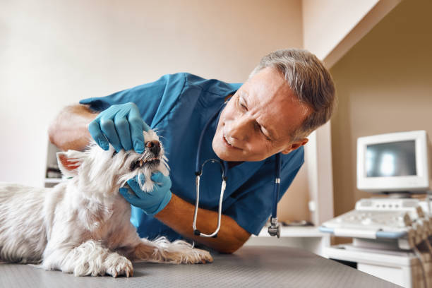 Best Emergency Dentist for Special Needs Patients in White Plains, NC